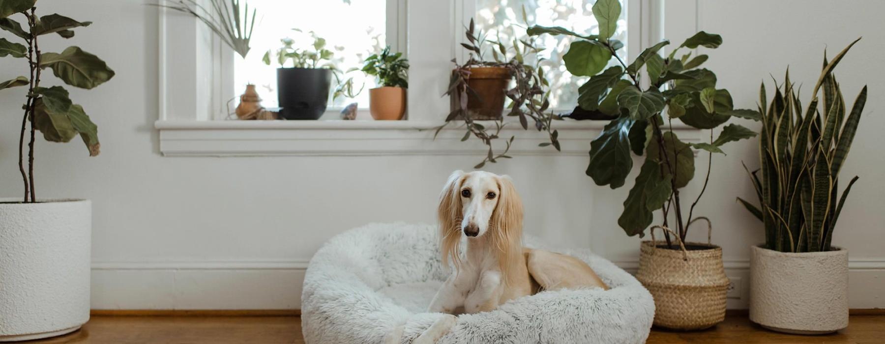 large dog sits in its bed under a windowsill full of potted plants