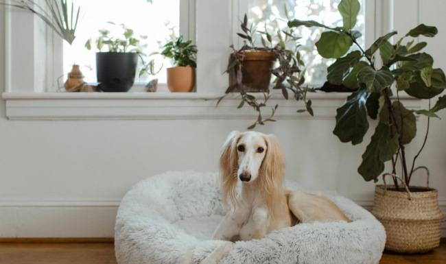 large dog sits in its bed under a windowsill full of potted plants